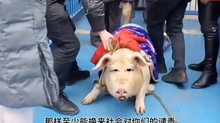 Heo: Con người phá hủy những cây cầu sau khi đi qua!