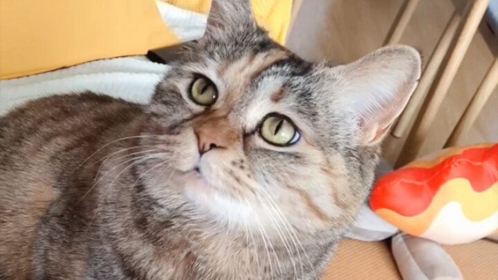 Em về là định cho anh ăn trước à? Cho anh ăn trước à? Hay là cho anh ăn trước luôn vậy?