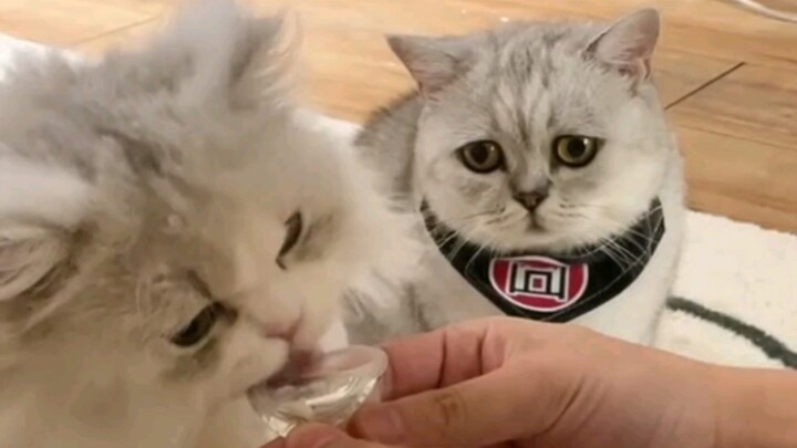 Jealousy turns the cat beyond recognition!