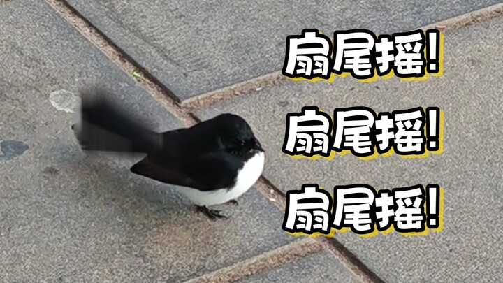 Cá voi sát thủ Tiểu Thìa xoay mông! 🍨🐦 Cá voi sát thủ Tiểu Thìa xoay mông! Cá voi sát thủ Tiểu Thìa 
