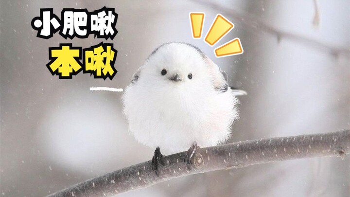 Chubby little Fei Qiu, the real deal!