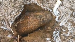 Akhirnya dapat lagi rekor baru sensasi tarikan belut babon sawah berukuran besar