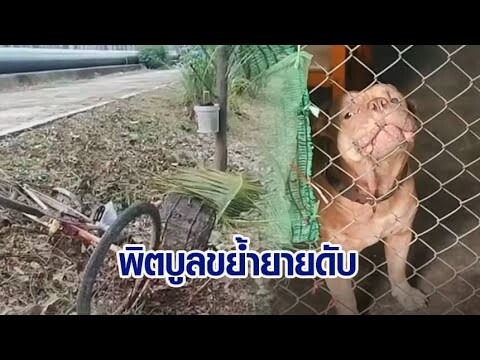 สลด พิตบูลหลุดขย้ำยายวัย 67 ดับ พบเป็นหมาของญาติ กัดมาแล้ว 4 คน