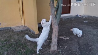 Outdoor play with cats
