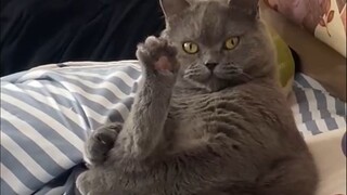 Cat: Who dares to sniff?