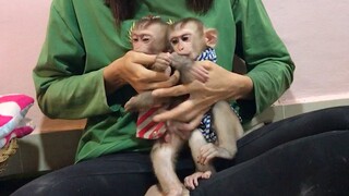 Mom dressed up for Mino and Coconut monkey