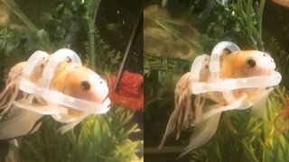 The woman found that her little goldfish could not swim, so she had an idea and put a life jacket on