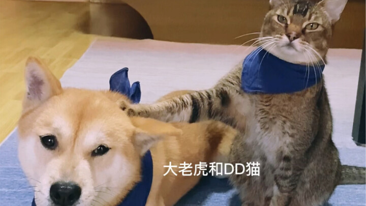 DD猫和Max的训练视频，这是我们在B站的第一条视频。