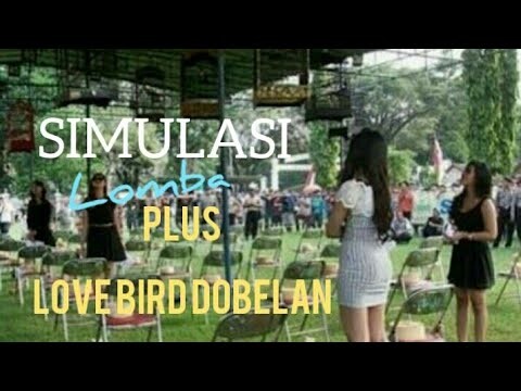 SIMULASI LOMBA TERBARU : PLUS SUARA love bird dobelan
