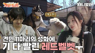 Animal Farm Red Velvet ซับไทย