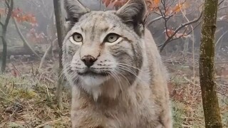 Awwww like a cute cat