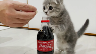 Lulu a kitten who sees Mentos Coke for the first time