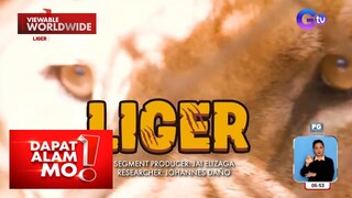 Hayop na may pinagsamang lahi ng leon at tigre, inaalagaan sa Rizal?! | Dapat Alam Mo!