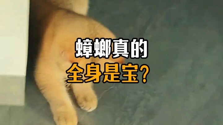 Are cockroaches really valuable from head to toe?