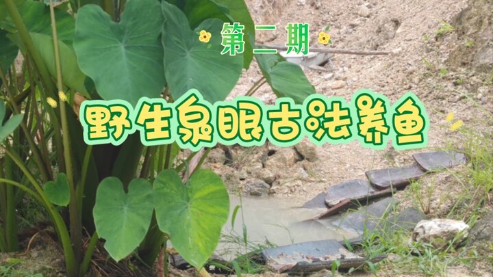 Budidaya ikan dengan metode kuno dari mata air alami, episode kedua! Dari sekumpulan ikan mas hias, 