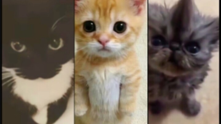 Original Version of the Popular Cat Meme (Part 3)