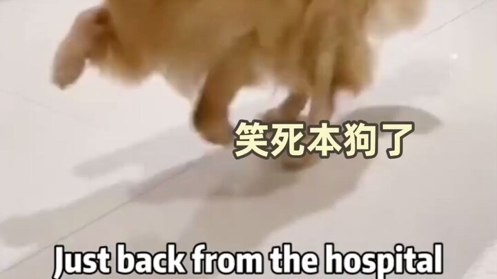 لقد خدعني كلب بطريقة غريبة!