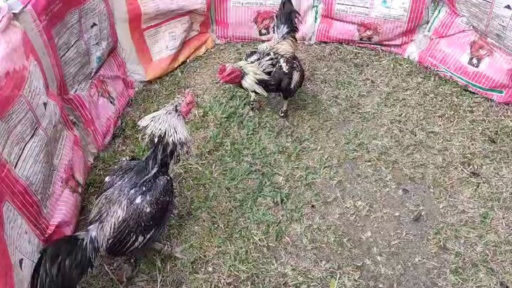 musang game farm