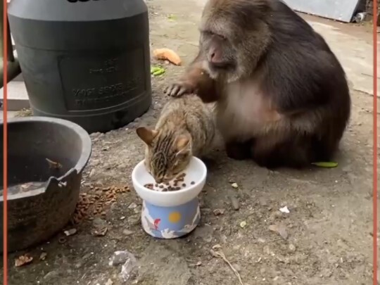 Anh mèo ơi, mau cho em xem trên người anh có bọ chét không?