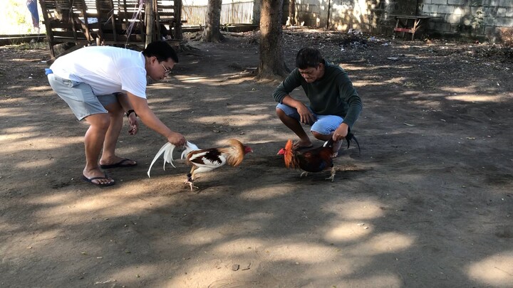 White choco vs. red