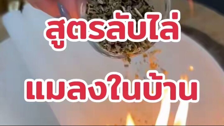 สูตรลับไล่แมลงในบ้าน