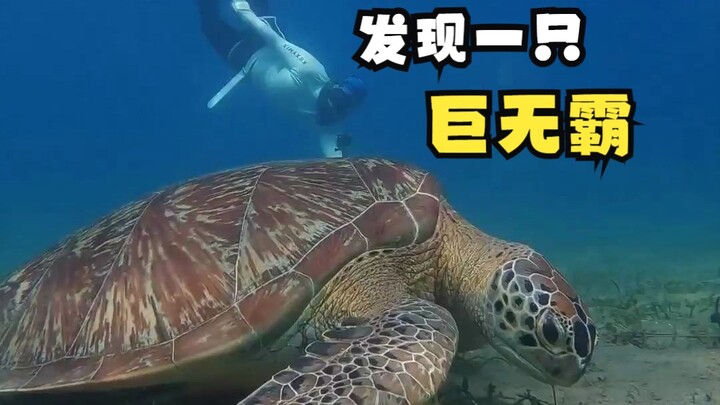 Discovered a Giant Red Sea Turtle