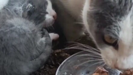 แมวสองแม่ลูกกลายเป็นแมวจรจัด ใช้ชีวิตเร่ร่อนไร้ที่พึ่ง