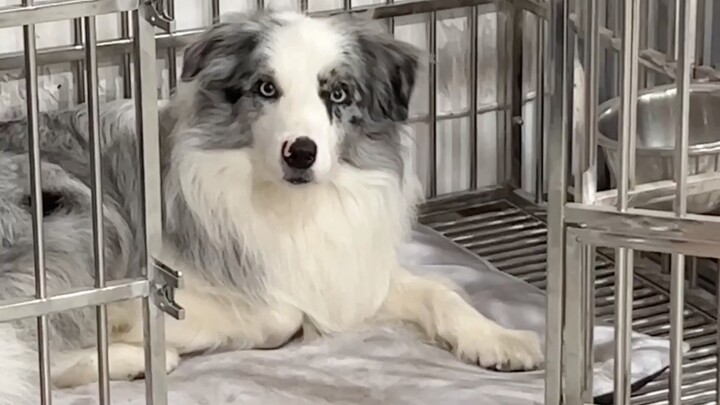 How well Border Collies know how to handle their owners