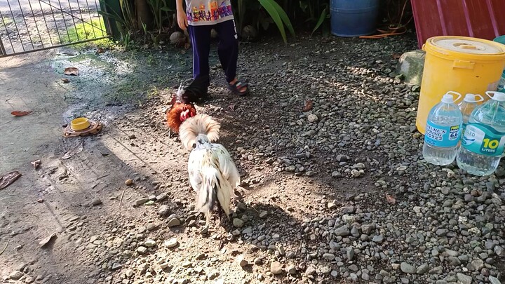 McLean Hatch VS Leiper Grey x White Kelso Spar