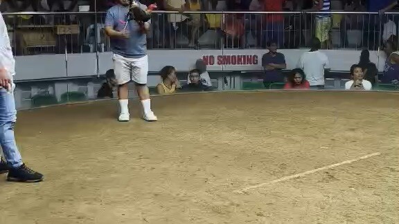 SUPER 2 WINS CHAMPION at Gallera De Mandaue 🥳       First Fight: Gilmore Hatch