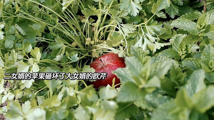 Cinta Pembunuh Menantu dari Shikoku! Menantu Kedua Benar-Benar Sial, Gue Ngakak Nggak Bisa Berhenti 