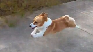 هل تستطيع الركض أسرع من هذا الكلب؟