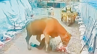 Niu: Bro, I was just kidding with your wife!