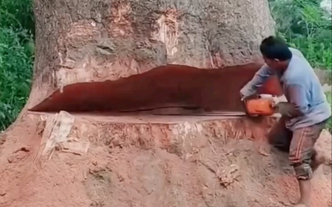 การตัดไม้แบบนี้ช่างน่าใจหายจริงๆ