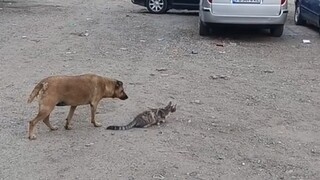 布鲁斯给猫儿这个惊喜