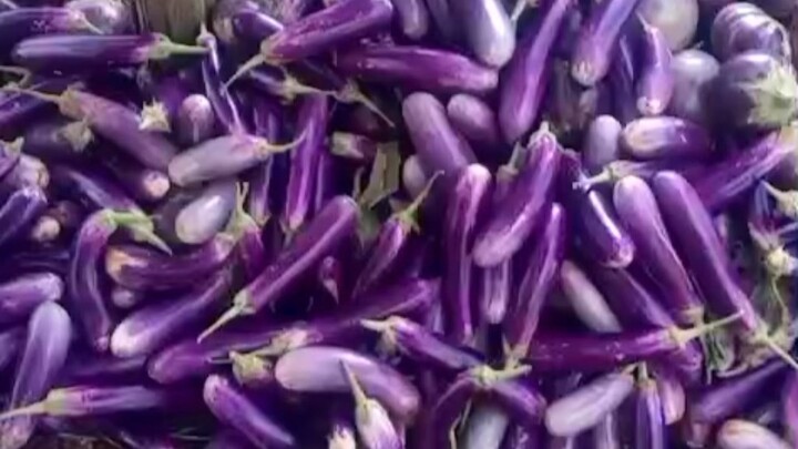 মিস্টি কুমড়া গাছে কাটিং চলছে #reelsvideoシ #NewsUpdate #followers #agriculture #malaysia