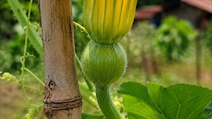 ফুলের ভিডিও