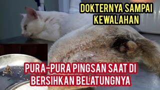 Allahu Akbar Kucing Liar  Kesakitan Di Grogoti Ratusan Belatung Ribuan Pecinta Kucing Pada nangis..!