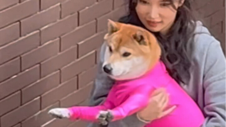 Fashionable Puppy Cao Beile