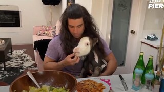 A foal that even the veterinarian was about to give up on became a unique existence after being adop