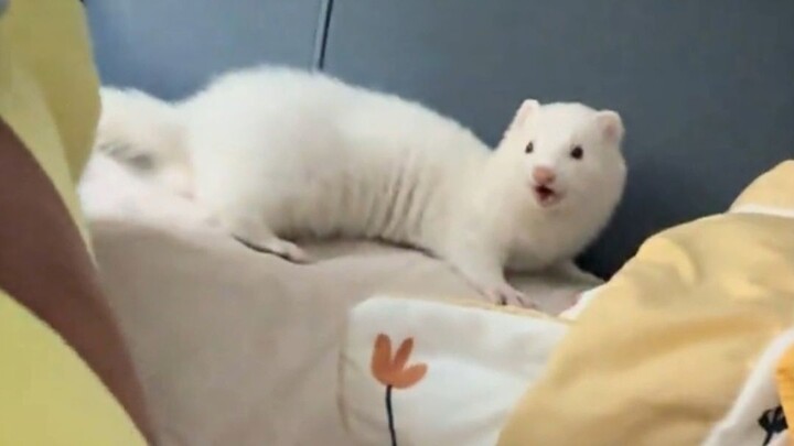 Chinchilla yang mudah dipelihara; chinchilla akan menganggap pemiliknya sebagai pemimpin, bahkan unt