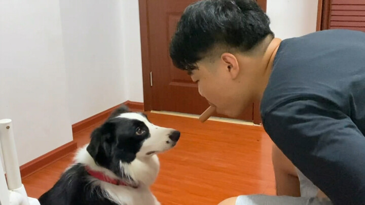 Trust Challenge: Can You Feed a Border Collie With Your Mouth Without Any Mishaps?