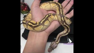 MYPET.5 l งูขี้อ้อน[butter pastel ball python] #ประสิทธิโชคEVERYDAY #iamประสิทธิโชค [งูบอลไพธอน]