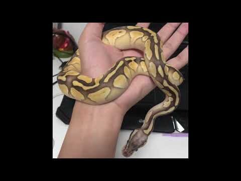 MYPET.5 l งูขี้อ้อน[butter pastel ball python] #ประสิทธิโชคEVERYDAY #iamประสิทธิโชค [งูบอลไพธอน]