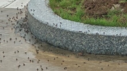 Kodok, kodok, kodok… benar-benar kolam rumput yang di mana-mana penuh dengan kodok (hati-hati bagi p