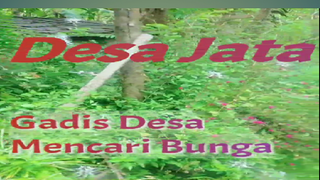 Desa Jata " Bunga Desa Mencari Bunga "