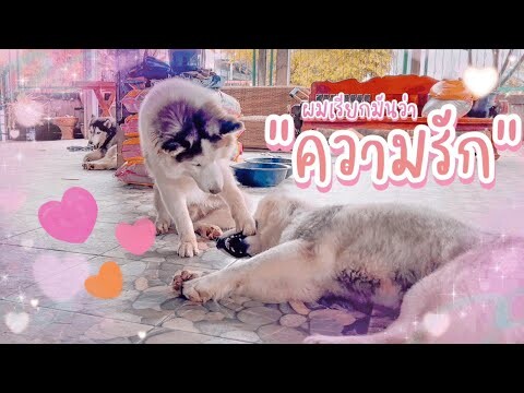 มันคือความรักใช่ไหม! เมื่อข้าวเหนียวอ้อนพ่อปึกแสดงความรักกับพ่อได้น่ารักขนาดนี้