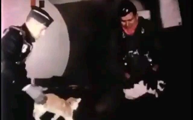 การทดสอบแมวในสภาวะไร้น้ำหนัก