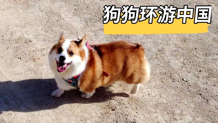Keliling Tiongkok bersama anjing peliharaan, ternyata si Corgi kecil berfoto bareng Kaisar Han Wudi!