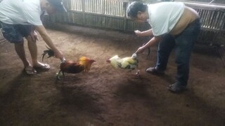 Hindi nahanapan ng kapareho kaya inspar nalang pagkauwi Mclean Hatch Pure vs Grey / Dome